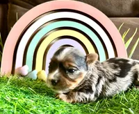 Merle Lily , a female Yorkshire Terrier for sale in Fort Lauderdale, FL – 2 of 4