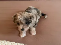 Sebastián , a male Morkie for sale in Fort Lauderdale, FL – 2 of 3