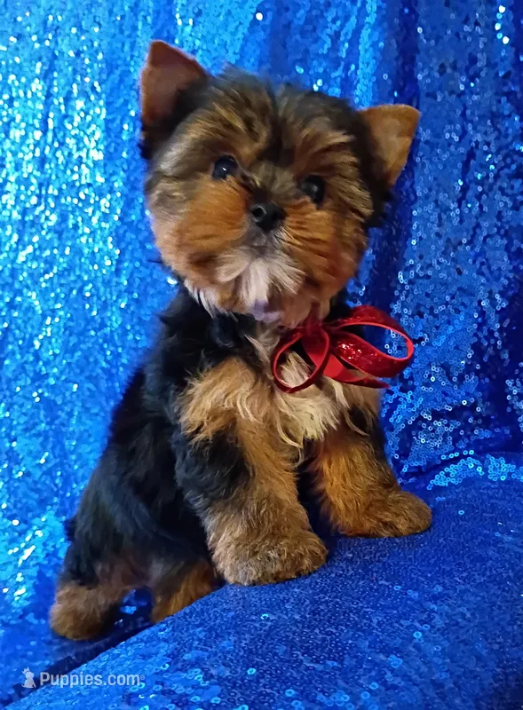 AKC Max  – Yorkshire Terrier puppy for sale in Fort Lauderdale, FL