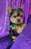CKC Prince , a male Yorkshire Terrier for sale in Fort Lauderdale, FL – 2 of 6