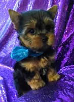 CKC Cooper , a male Yorkshire Terrier for sale in Fort Lauderdale, FL – 3 of 5