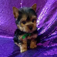 CKC Prince , a male Yorkshire Terrier for sale in Fort Lauderdale, FL – 4 of 6