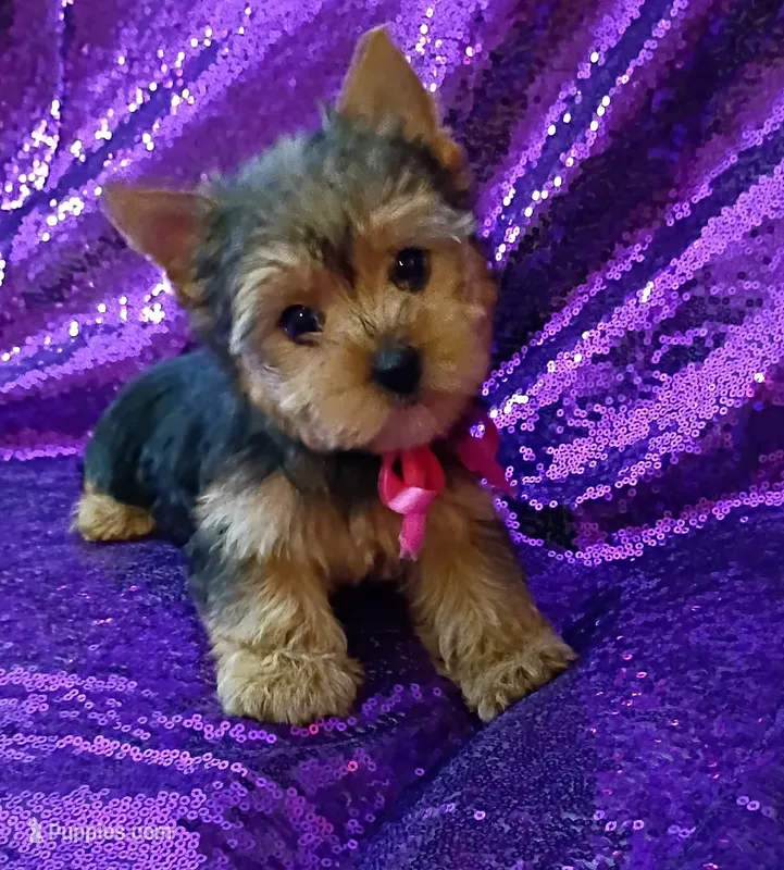 CKC Bella , a female Yorkshire Terrier for sale in Fort Lauderdale, FL – 1 of 7
