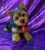 CKC Bella , a female Yorkshire Terrier for sale in Fort Lauderdale, FL – 1 of 7