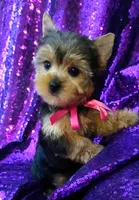CKC Bella , a female Yorkshire Terrier for sale in Fort Lauderdale, FL – 7 of 7
