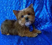 AKC Milo, a male Yorkshire Terrier for sale in Fort Lauderdale, FL – 5 of 5