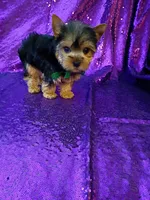 CKC Prince , a male Yorkshire Terrier for sale in Fort Lauderdale, FL – 3 of 6