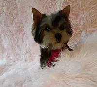CKC Zoé , a female Yorkshire Terrier for sale in Fort Lauderdale, FL – 2 of 7