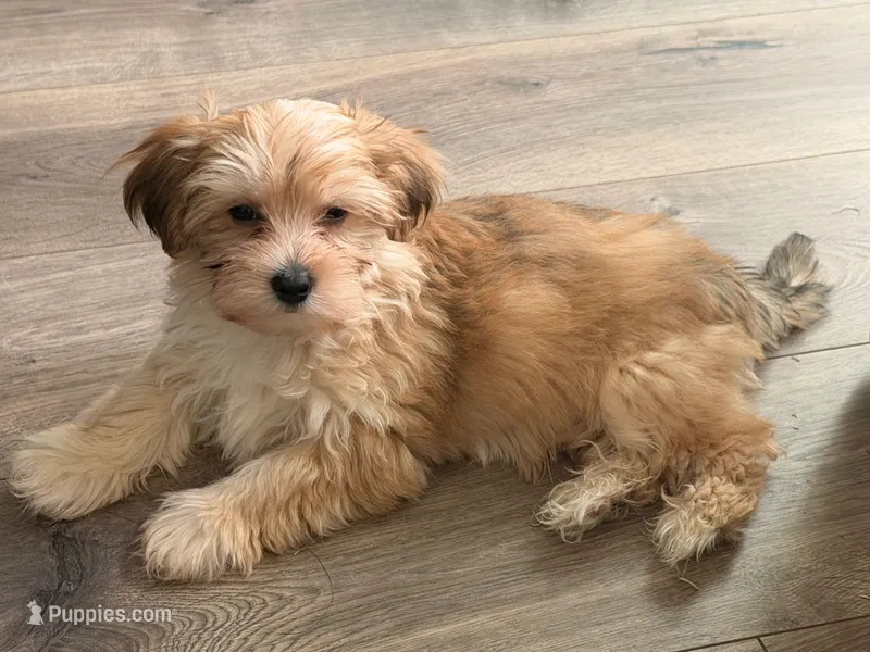 Cooper  – Morkie puppy for sale in Fort Lauderdale, FL