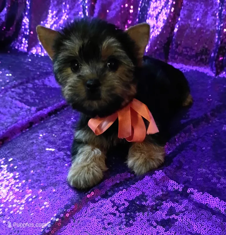 CKC Zoé , a female Yorkshire Terrier for sale in Fort Lauderdale, FL – 1 of 4