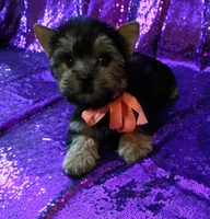 CKC Zoé , a female Yorkshire Terrier for sale in Fort Lauderdale, FL – 1 of 4