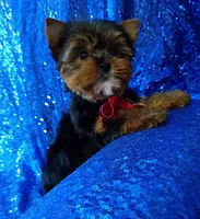 AKC Max , a male Yorkshire Terrier for sale in Fort Lauderdale, FL – 7 of 7