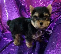 CKC Daisy , a female Yorkshire Terrier for sale in Fort Lauderdale, FL – 2 of 4