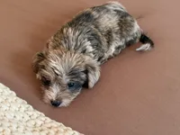 Sebastián , a male Morkie for sale in Fort Lauderdale, FL – 3 of 3
