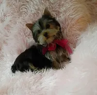 CKC Zoé , a female Yorkshire Terrier for sale in Fort Lauderdale, FL – 5 of 7