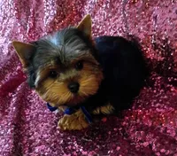 CKC Cooper , a male Yorkshire Terrier for sale in Fort Lauderdale, FL – 4 of 5