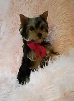 CKC Zoé , a female Yorkshire Terrier for sale in Fort Lauderdale, FL – 4 of 7