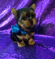 CKC Cooper , a male Yorkshire Terrier for sale in Fort Lauderdale, FL – 5 of 5