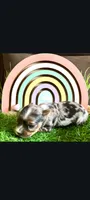Merle Lily , a female Yorkshire Terrier for sale in Fort Lauderdale, FL – 3 of 4