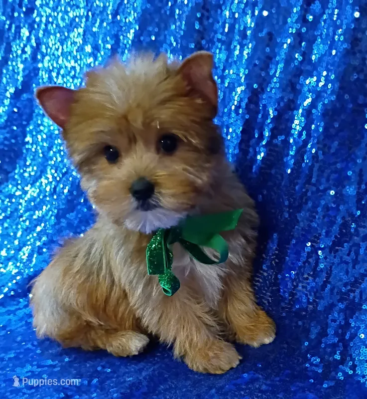 AKC Oliver  – Yorkshire Terrier puppy for sale in Fort Lauderdale, FL