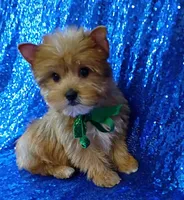 AKC Oliver , a male Yorkshire Terrier for sale in Fort Lauderdale, FL – 1 of 5