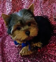 CKC Cooper , a male Yorkshire Terrier for sale in Fort Lauderdale, FL – 5 of 5