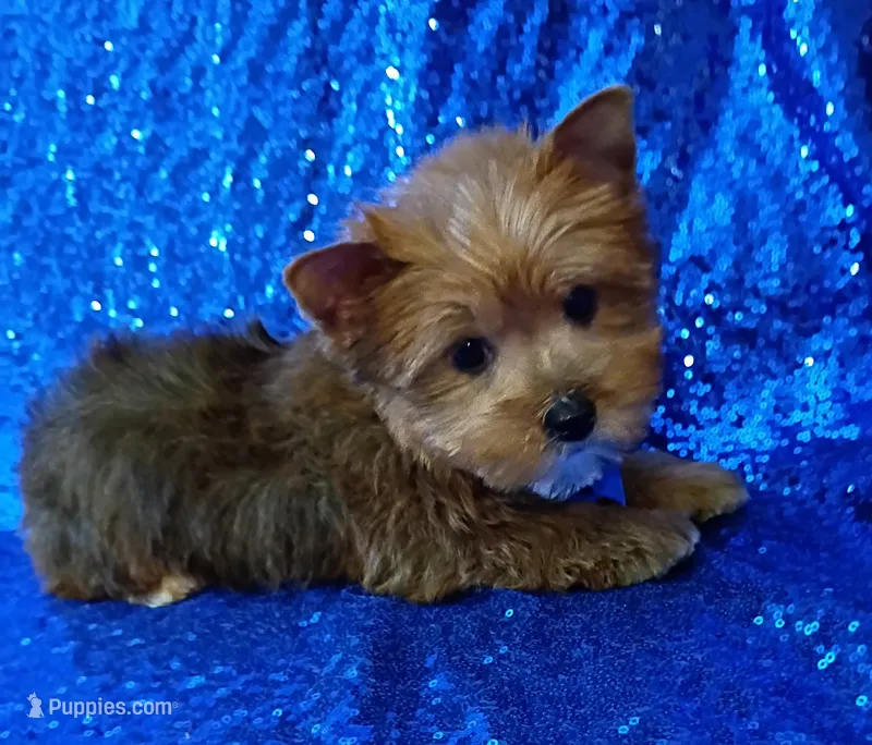 AKC Milo – Yorkshire Terrier puppy for sale in Fort Lauderdale, FL