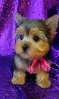 CKC Bella , a female Yorkshire Terrier for sale in Fort Lauderdale, FL – 6 of 7