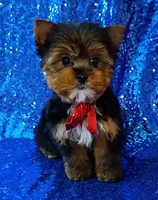 AKC Max , a male Yorkshire Terrier for sale in Fort Lauderdale, FL – 2 of 7