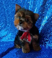 AKC Max , a male Yorkshire Terrier for sale in Fort Lauderdale, FL – 5 of 7
