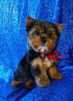 AKC Max , a male Yorkshire Terrier for sale in Fort Lauderdale, FL – 6 of 7