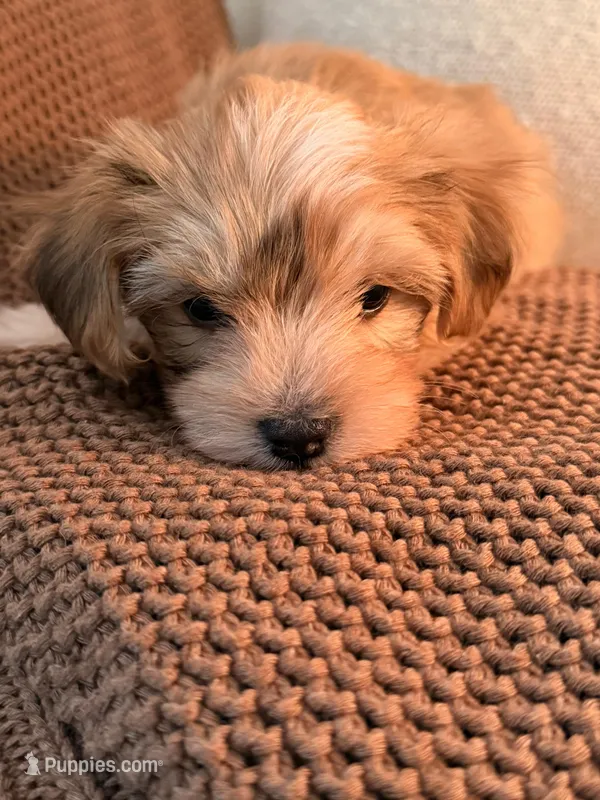 Cooper  – Morkie puppy for sale in Fort Lauderdale, FL