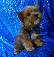 AKC Milo, a male Yorkshire Terrier for sale in Fort Lauderdale, FL – 4 of 5