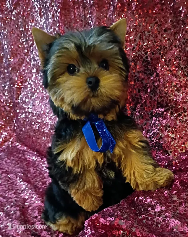 CKC Cooper  – Yorkshire Terrier puppy for sale in Fort Lauderdale, FL