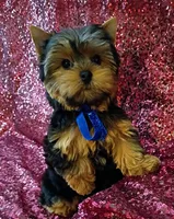 CKC Cooper , a male Yorkshire Terrier for sale in Fort Lauderdale, FL – 1 of 5