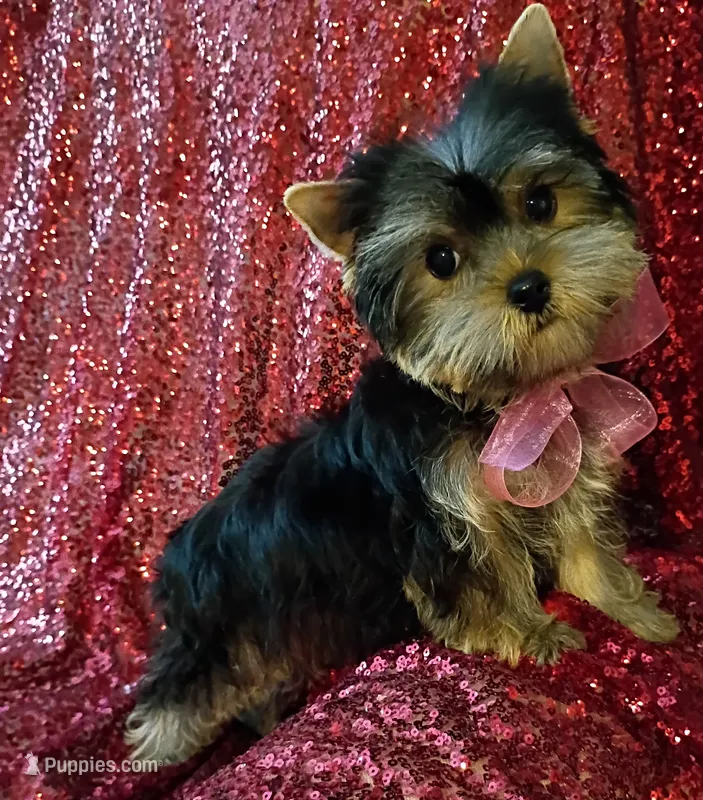 CKC Zoé  – Yorkshire Terrier puppy for sale in Fort Lauderdale, FL