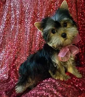 CKC Zoé , a female Yorkshire Terrier for sale in Fort Lauderdale, FL – 1 of 4