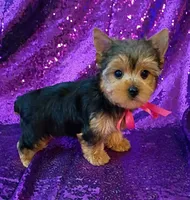 CKC Bella , a female Yorkshire Terrier for sale in Fort Lauderdale, FL – 4 of 7