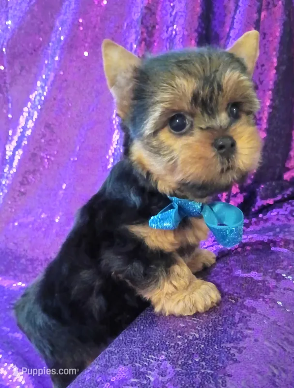 CKC Cooper , a male Yorkshire Terrier for sale in Fort Lauderdale, FL – 1 of 5