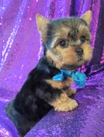 CKC Cooper , a male Yorkshire Terrier for sale in Fort Lauderdale, FL – 1 of 5