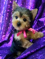 CKC Bella , a female Yorkshire Terrier for sale in Fort Lauderdale, FL – 3 of 7