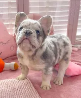 pop, a male French Bulldog for sale in Greenwood Village, CO – Photo 2 of 2