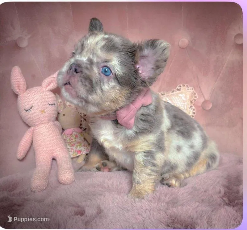 pop – French Bulldog puppy for sale in Greenwood Village, CO