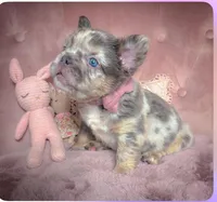 pop, a male French Bulldog for sale in Greenwood Village, CO – Photo 1 of 2