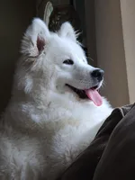 Samoyed, a male Samoyed for sale in Arcade, NY – 4 of 4