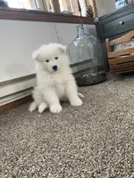 Czar, a male Samoyed for sale in Arcade, NY – 3 of 4