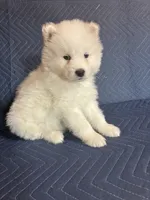 Abbey, a female Samoyed for sale in Arcade, NY – 1 of 5