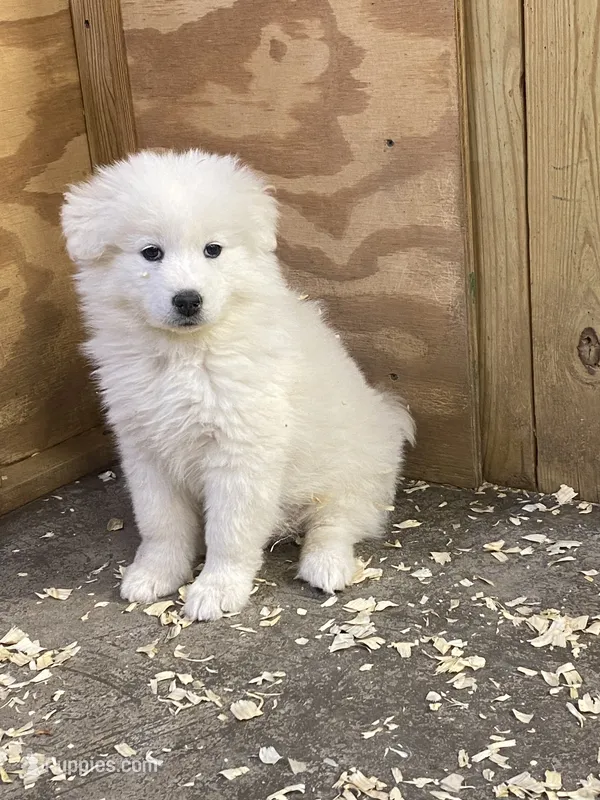 Samoyed – Samoyed puppy for sale in Arcade, NY