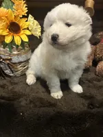 Abbey, a female Samoyed for sale in Arcade, NY – 4 of 5