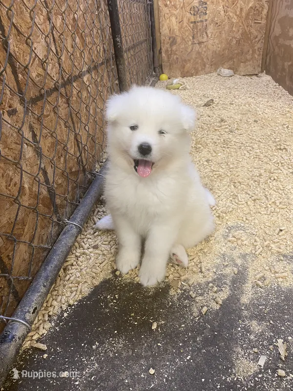 Czar – Samoyed puppy for sale in Arcade, NY